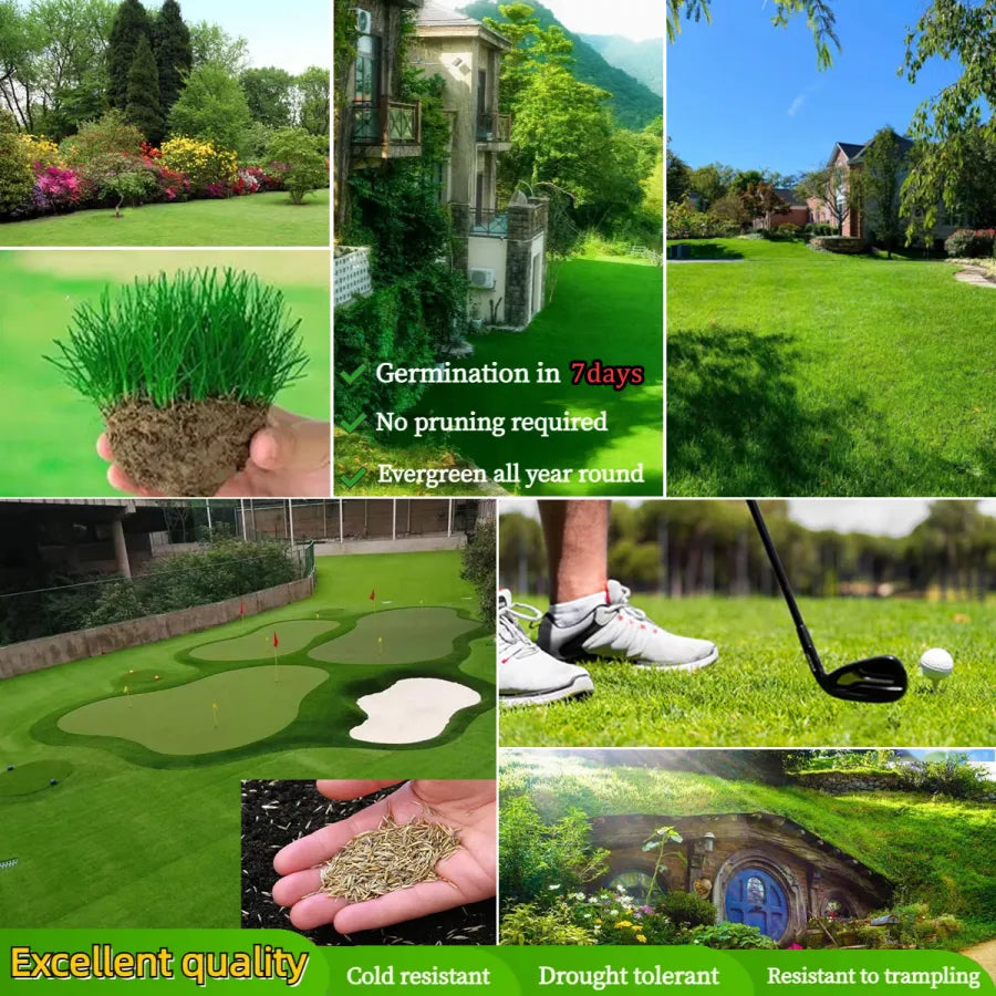 Evergreen lawn seeds for all seasons ( Pack of 100 )